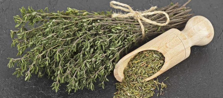 آویشن شیرازی