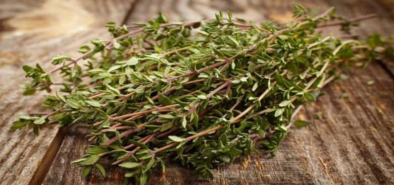 آویشن شیرازی