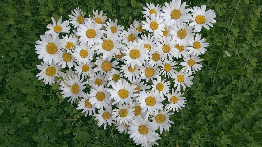 گل بابونه
