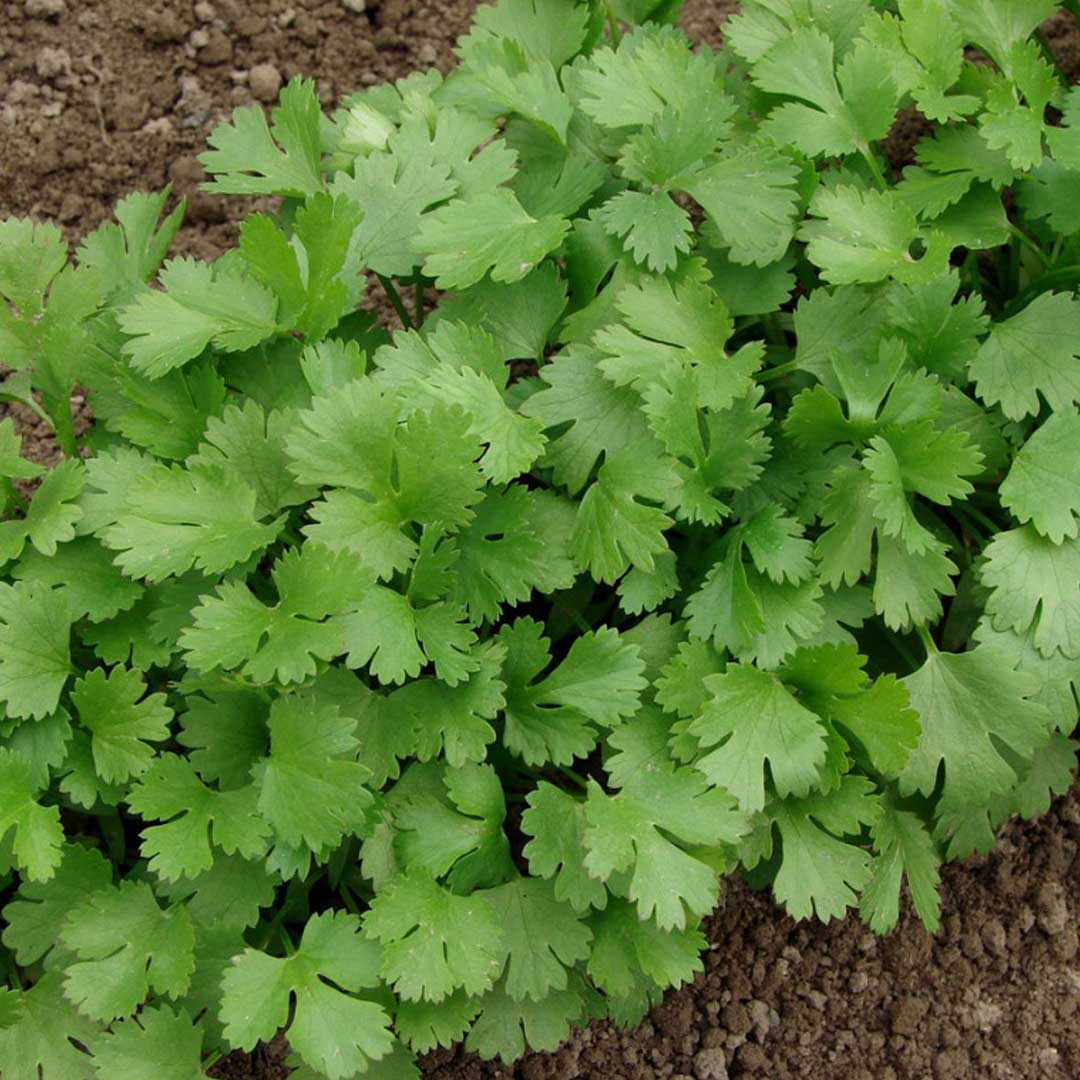 خواص گشنیز