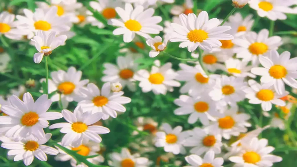 گل بابونه