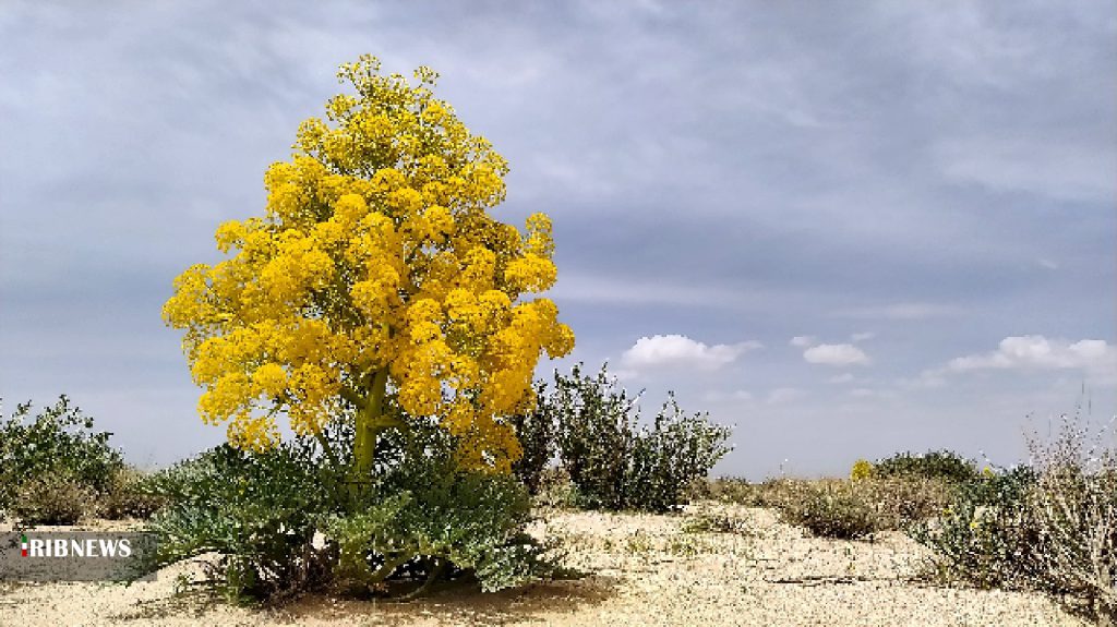 خواص آنغوزه